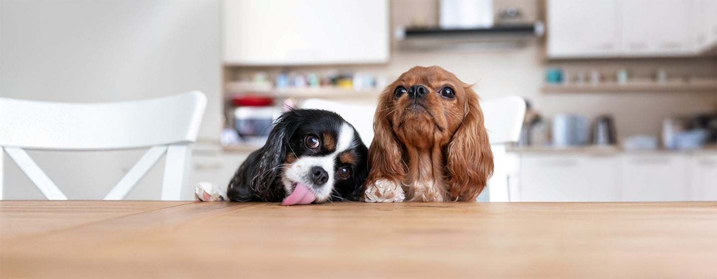 How to Stop Puppy Jumping Up: Top Tips Explained