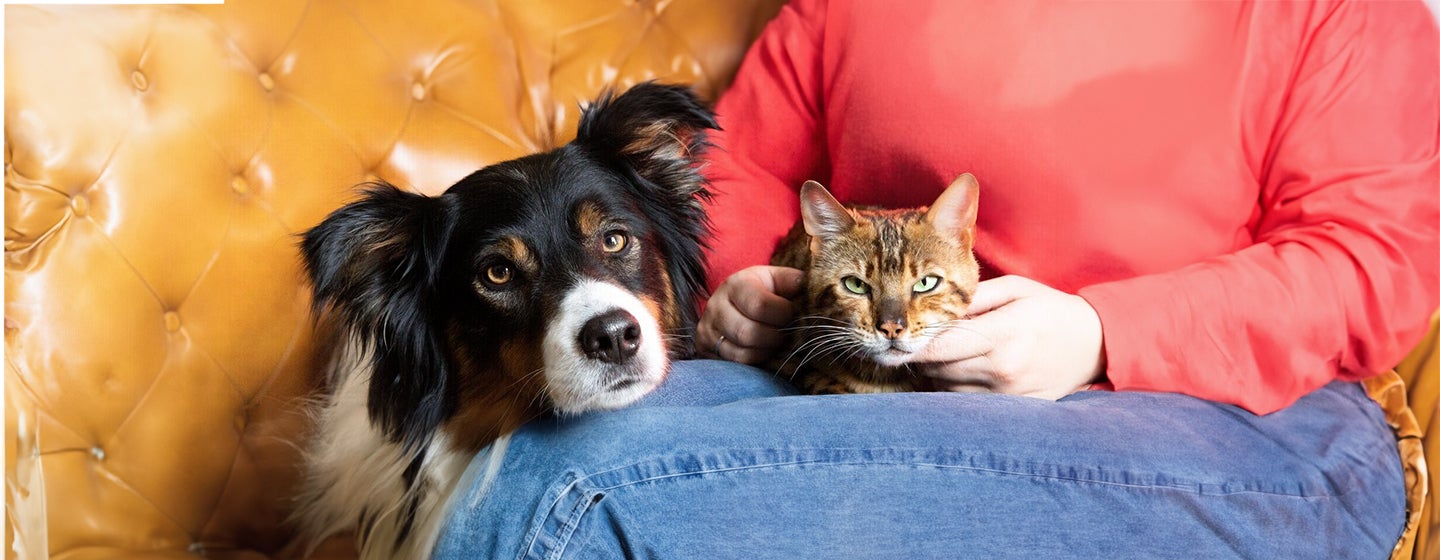 How to Stop Your Dog Chasing Your Cat