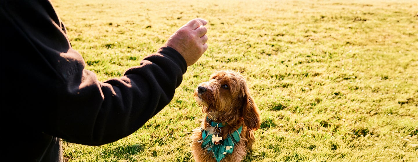 How to Teach a Dog to Roll Over in 10 Easy Steps