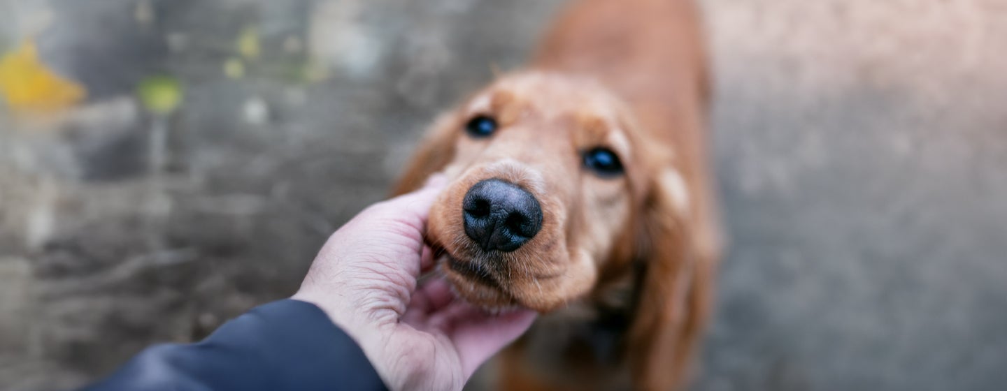 Is Your Dog’s Nose Dry Here is What It Could Mean