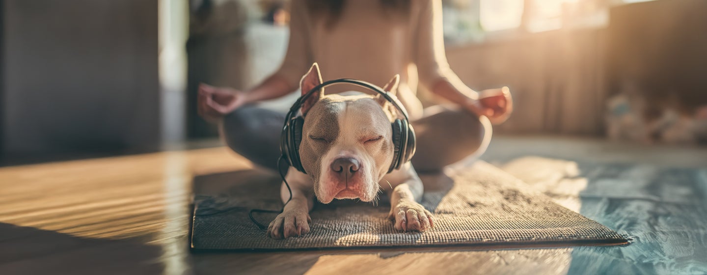 Music and Sounds to Calm an Anxious Dog
