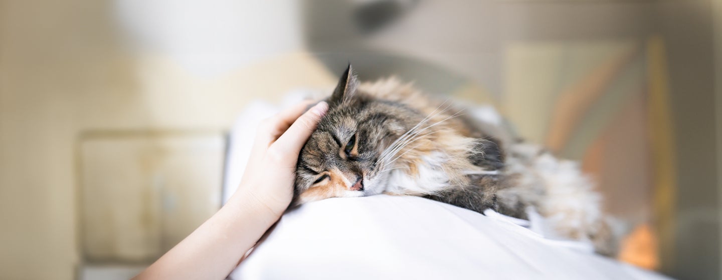 Pancreatitis in cats