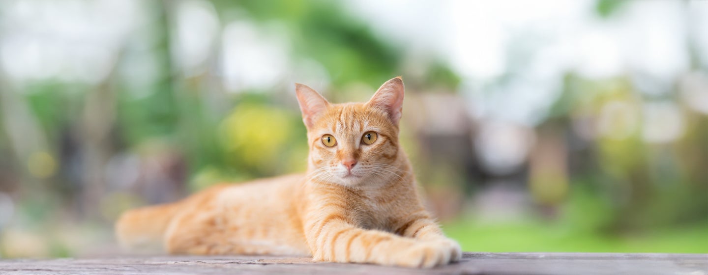 Purina Body Condition Tool for Cats