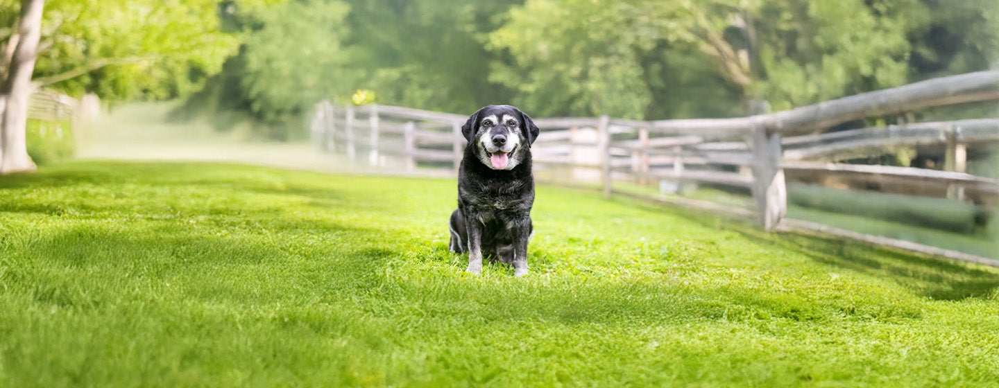 Senior Dog Weight Management