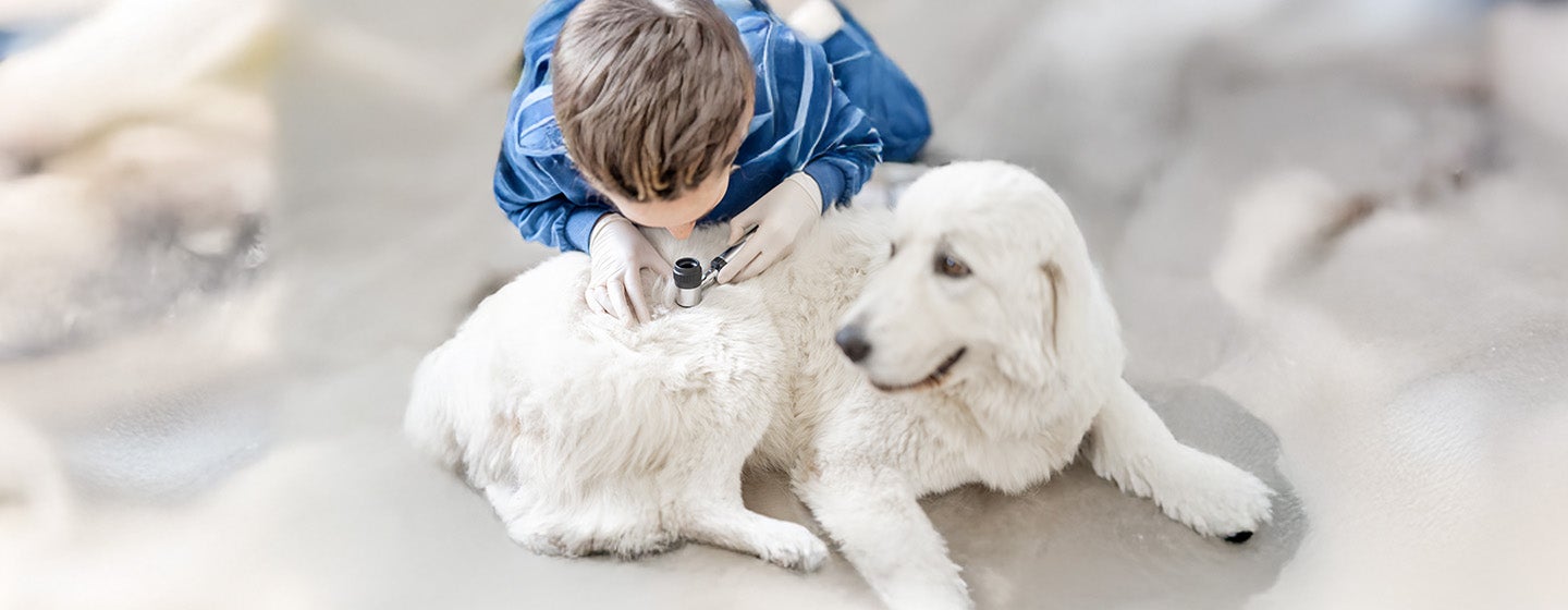 Skin Problems and Skin Conditions in Dogs