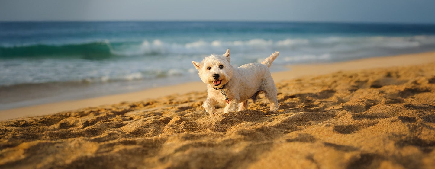 Terrier Dog Breeds: Everything You Need to Know