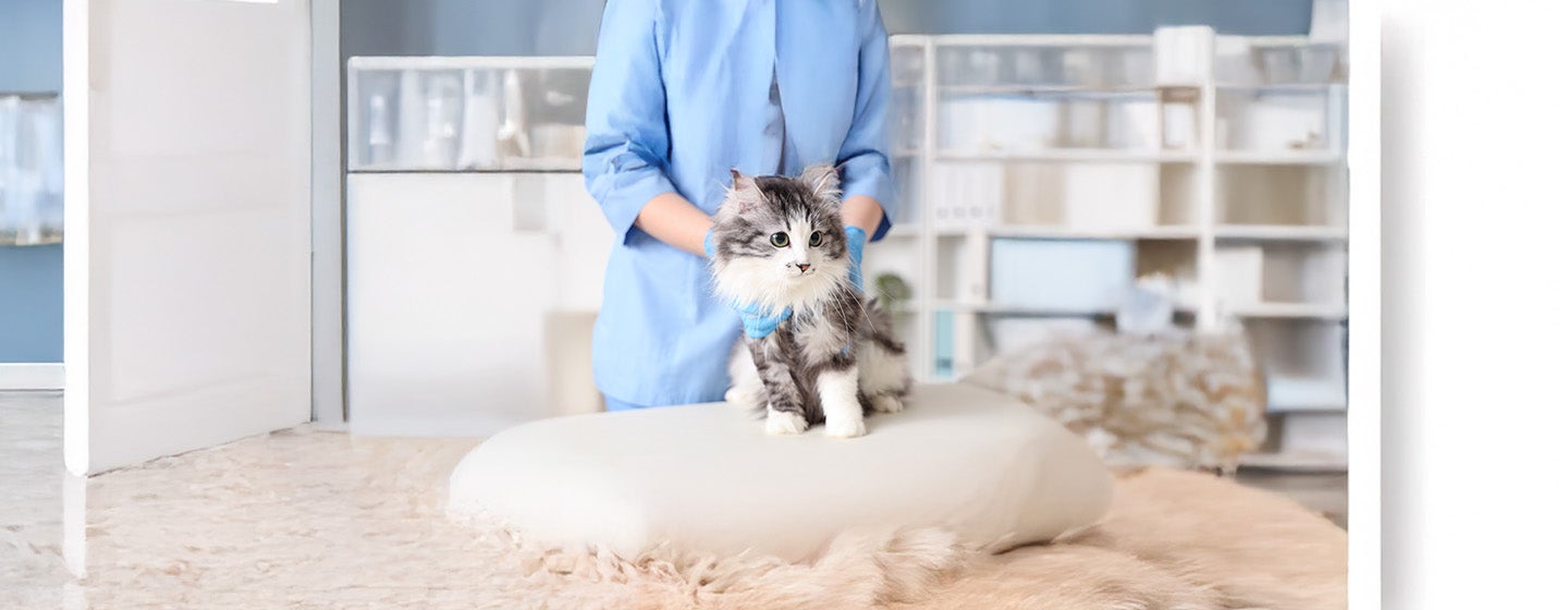 The Importance of Regular Vet Check-ups for Cats
