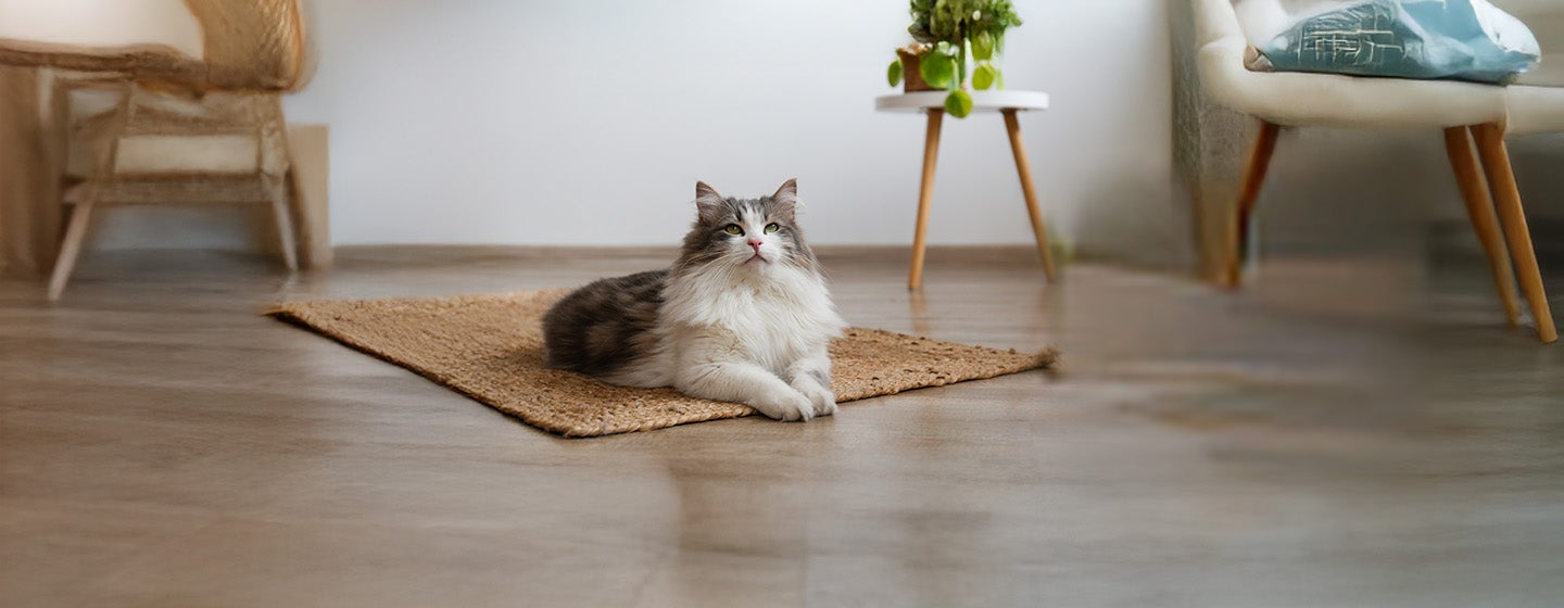 The Myth of ‘Hypoallergenic Cats’