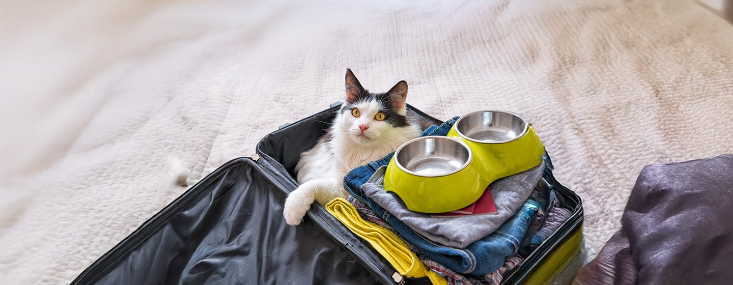 The Ultimate Cat Travel Checklist