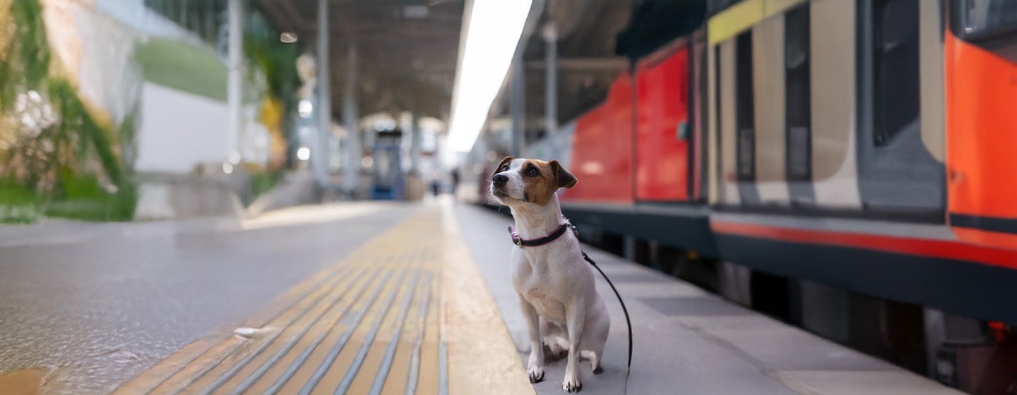 Tips for taking your dog on a train