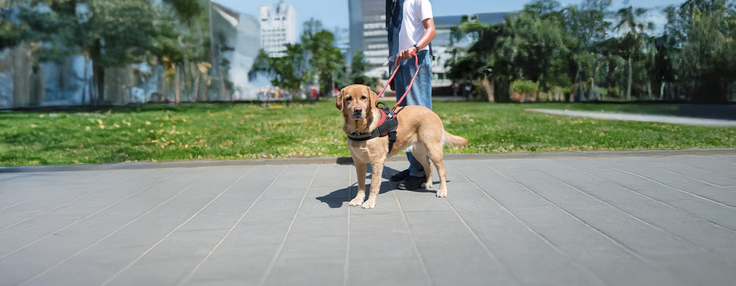 Types of Service Dogs and Their Jobs