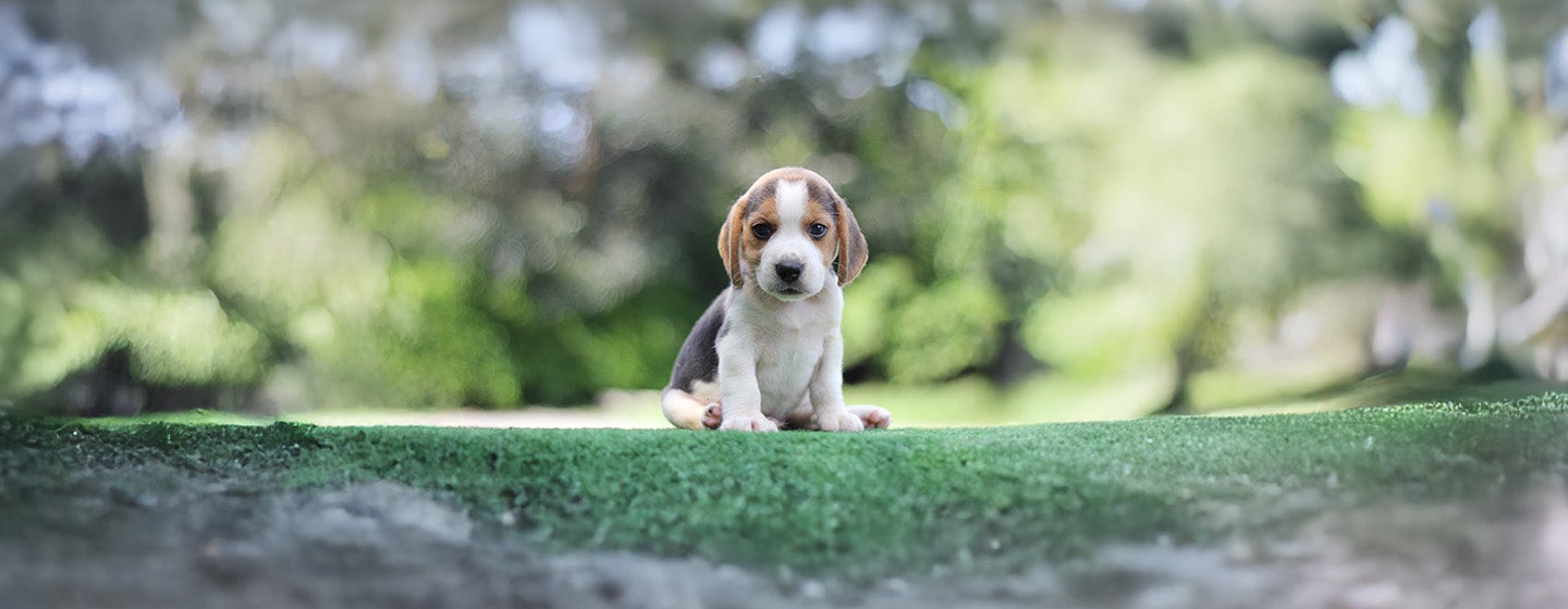 Unusual Dog Names for the New Pup in Your Life