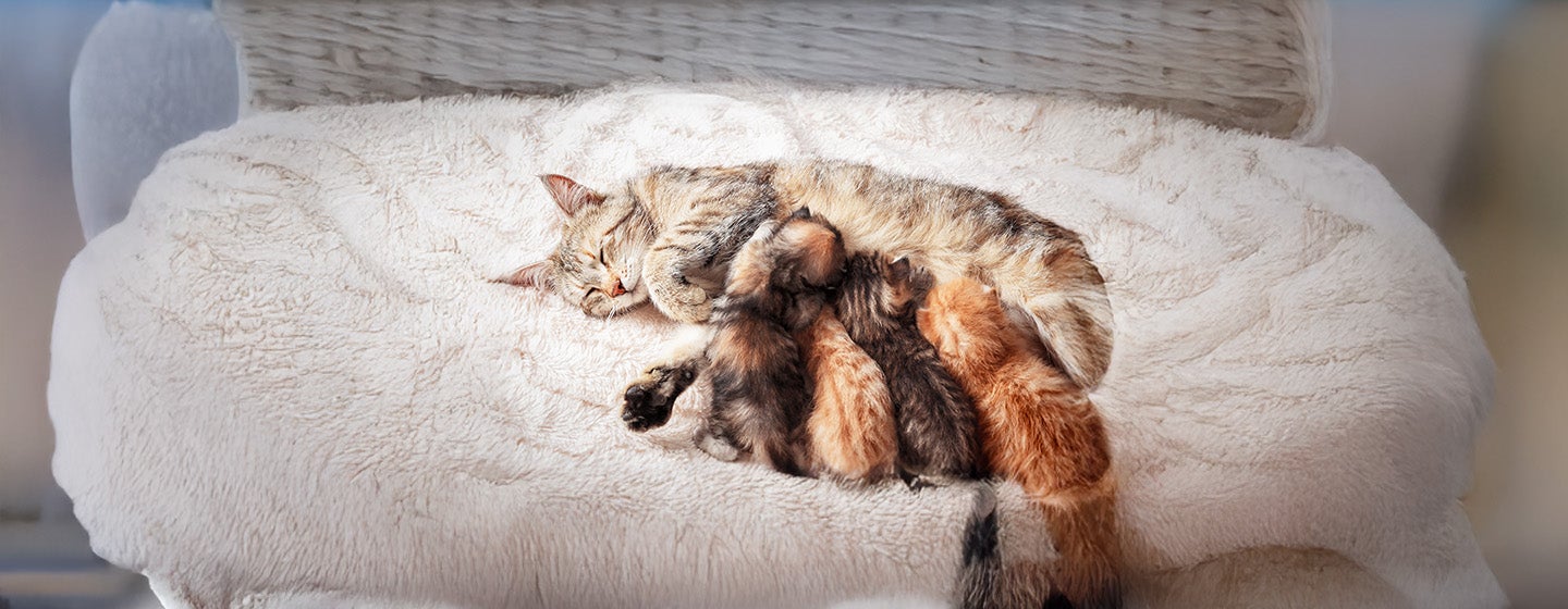 Weaning Kittens: The Easy Guide for New Owners