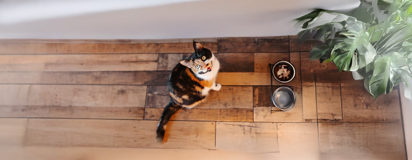 What Do Different Cat Noises and Sounds Mean