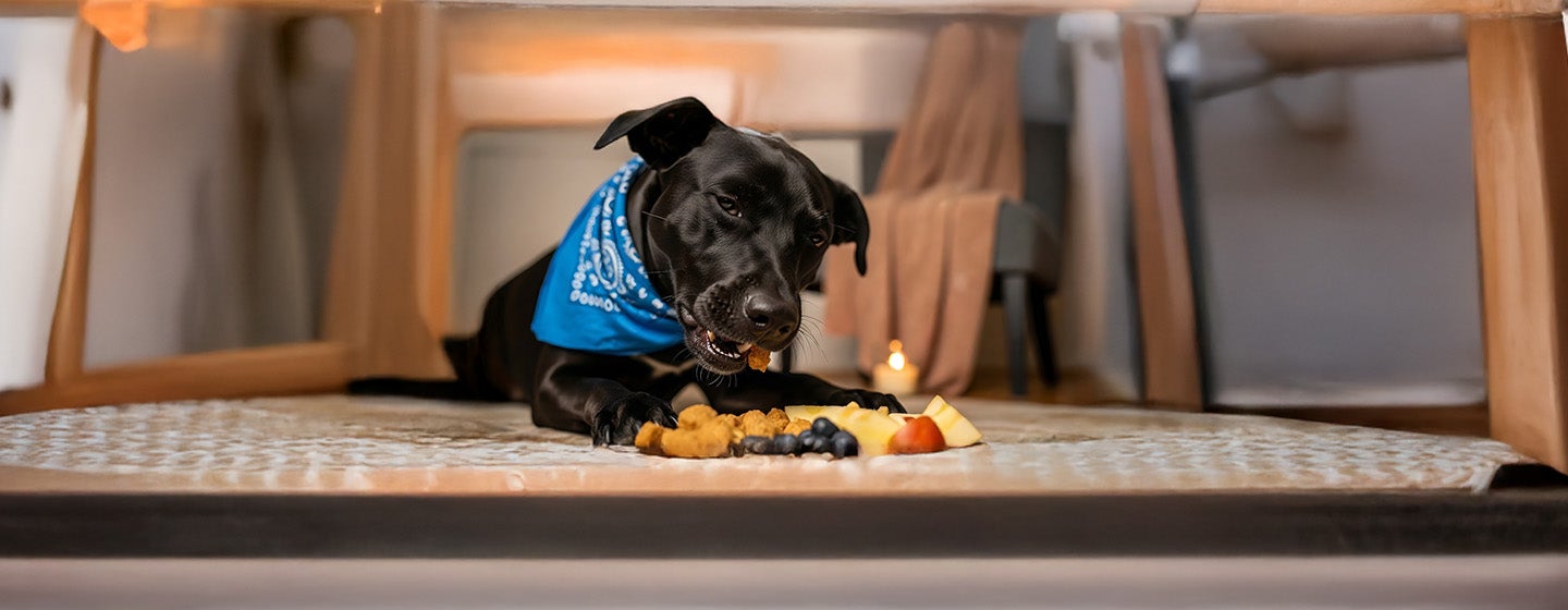 What Fruits Can Dogs Eat