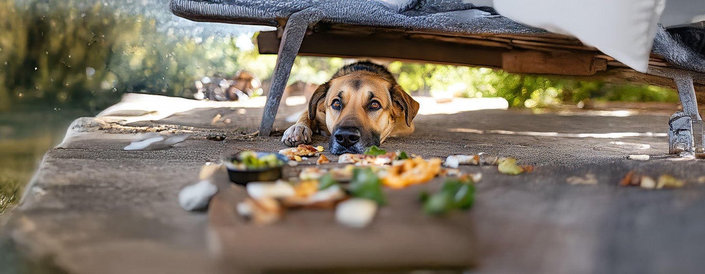 What Is Pica in Dogs and How to Treat it