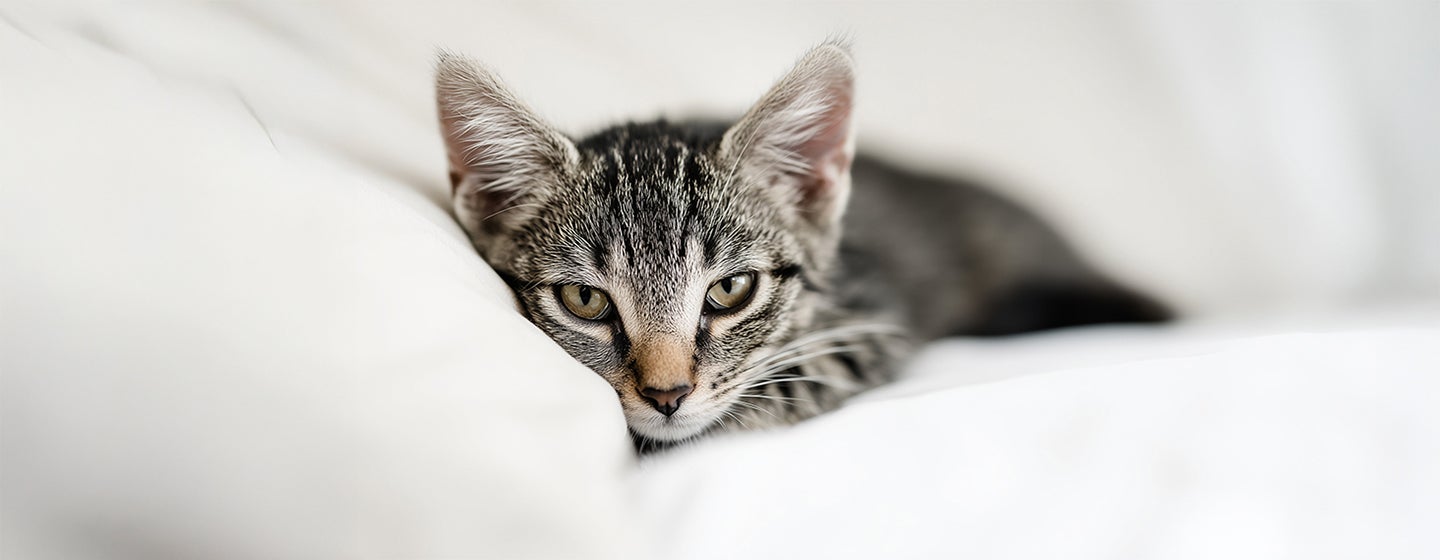 What to Do If Your Cat Goes Missing