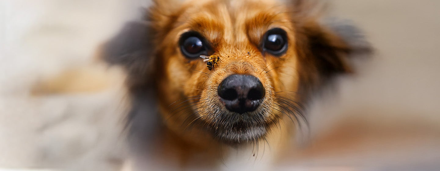 What to Do If Your Dog’s Stung by a Bee or a Wasp