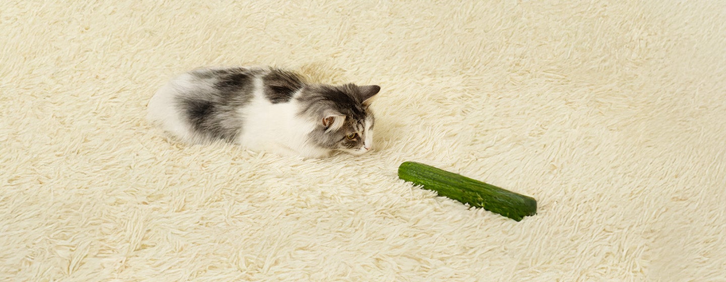 Why Are Cats Scared of Cucumbers
