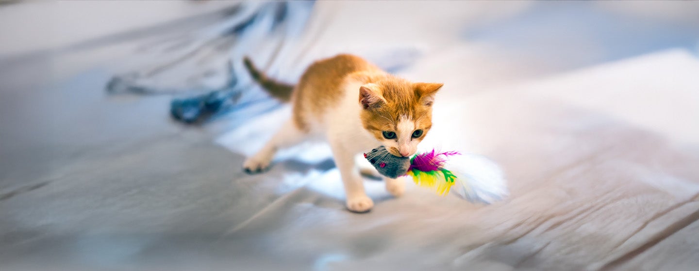 Why Do Cats Bring You Mice or Dead Animals as Gifts