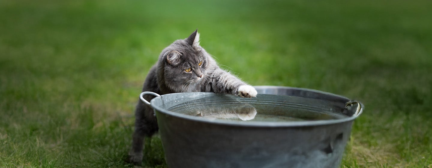 Why Do Cats Hate Water