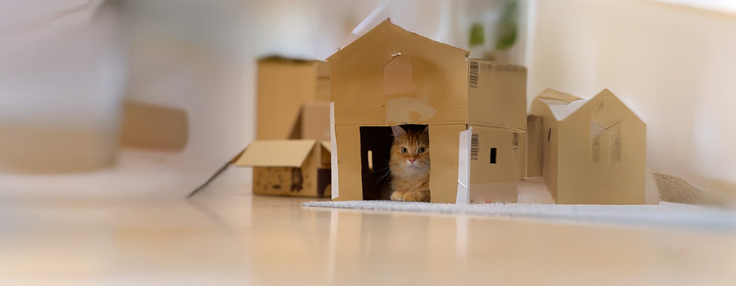 Why Do Cats Like Boxes