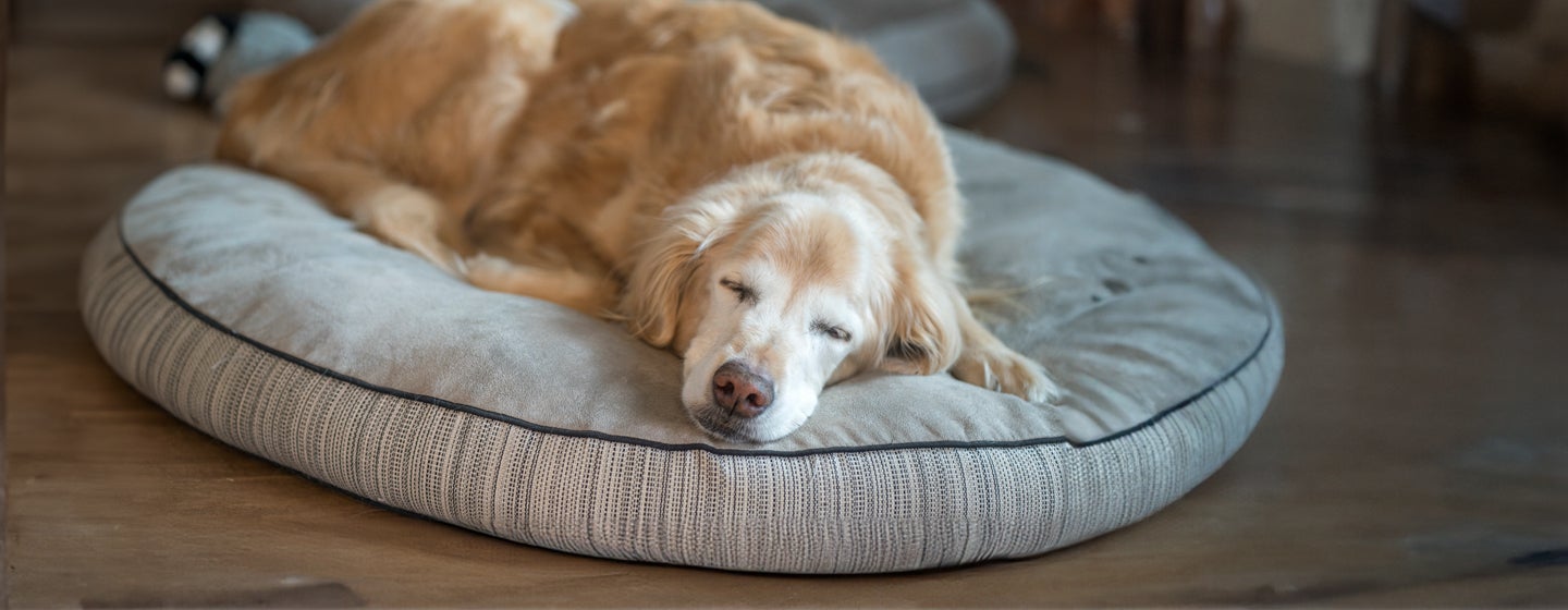 Why Do Dogs Sleep So Much