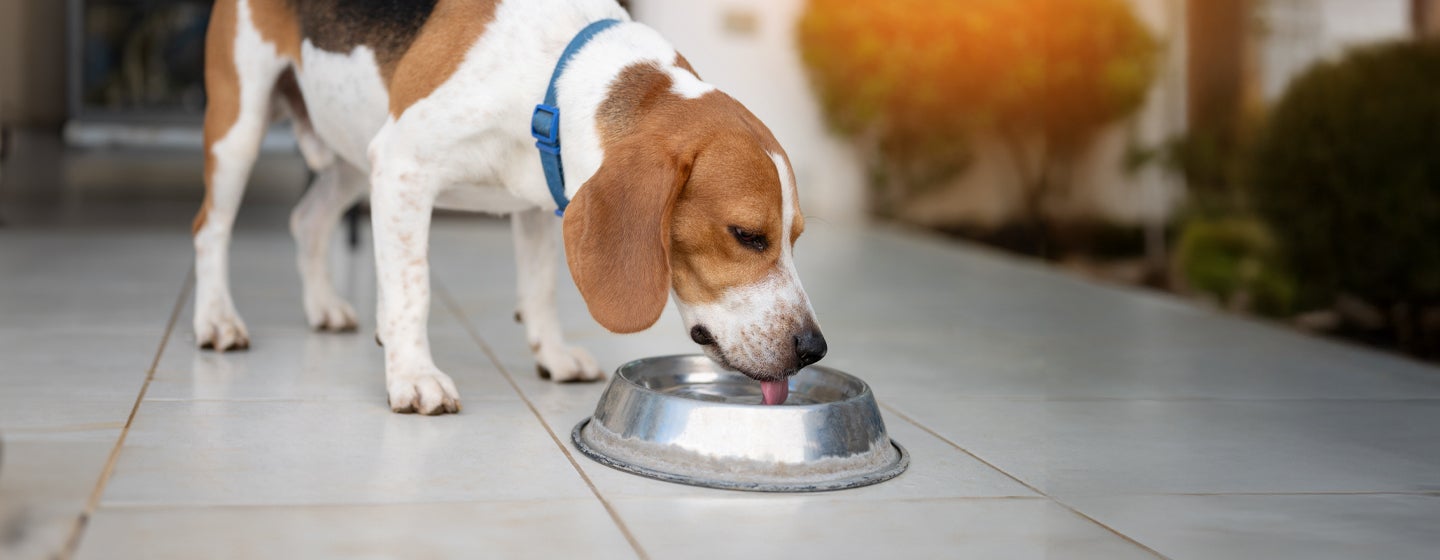 Why Is My Dog Drinking a Lot of Water