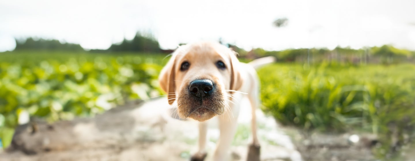 Why do dogs have whiskers