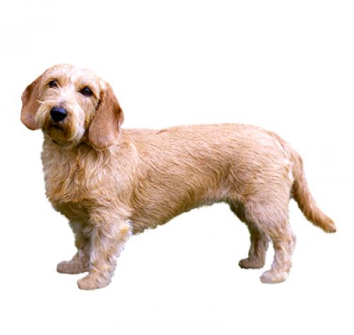 Brittany basset discount hound