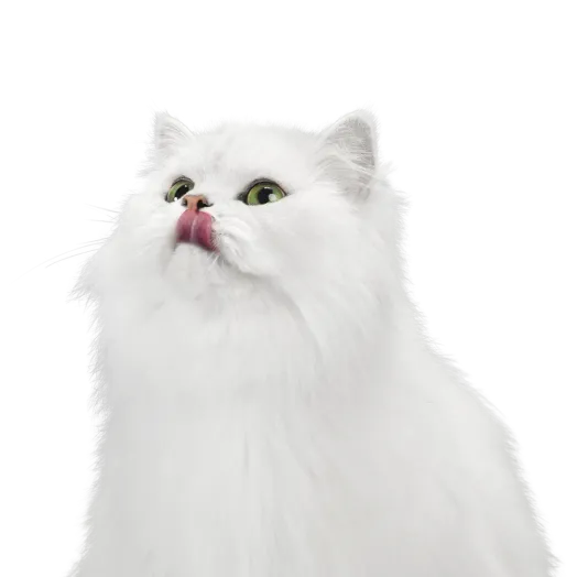 Fancy Feast white cat licking lips
