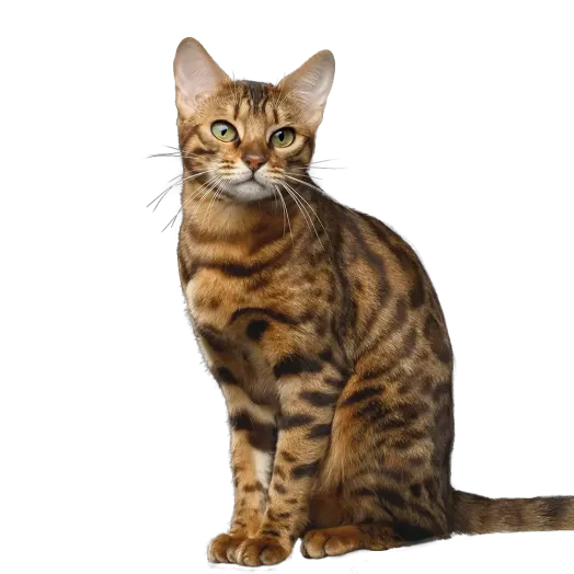 Pro Plan cat sitting looking at camera