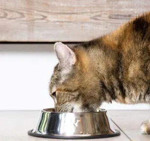 Choosing a Water Bowl for Your Cat