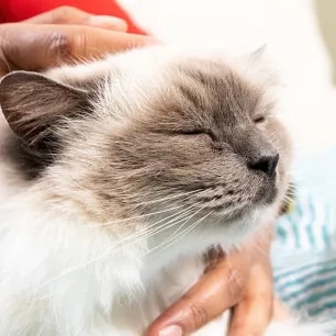 How to Massage Your Cat