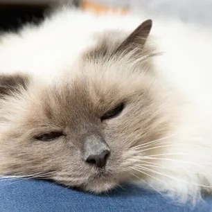 Kitten and Cat Neutering FAQs
