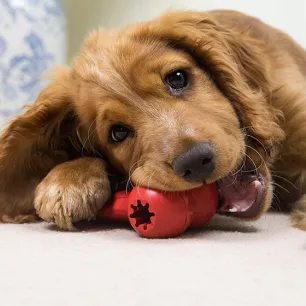 Puppy Games