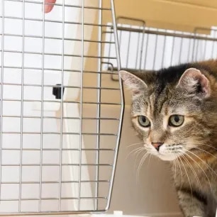 Cat Vaccination & Health Care: What You Need to Know