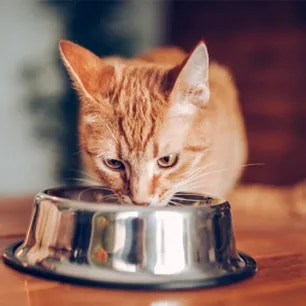 Cat feeding
