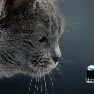 Cat Dental Care