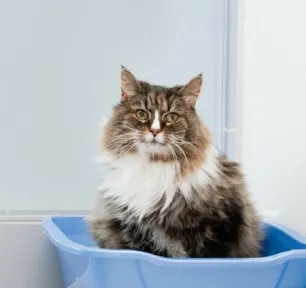 Cat Constipation: Symptoms, Causes And Treatment