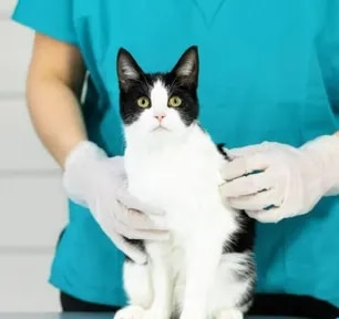 Cat Flu - Symptoms, Treatment and Long-term Effects