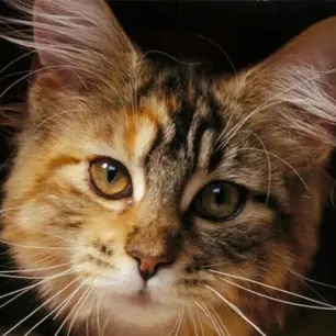 Famous Cats Throughout History