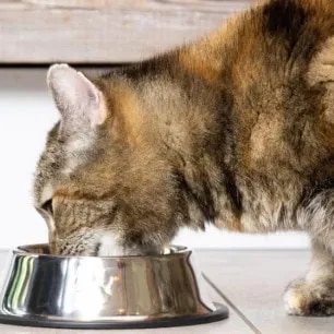 Fun Facts about Cats Every Feline Lover Should Know