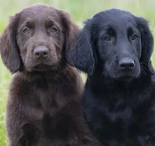 Amazing Dog Facts