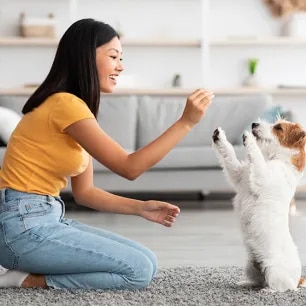 Cool Tricks to Teach Your Dog