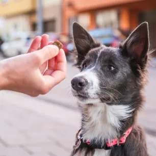 Healthy Dog Treats for Training