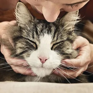 Cat Myths and Misconceptions