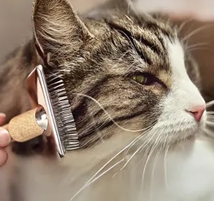 Simple Ways to Manage Cat Allergens at Home