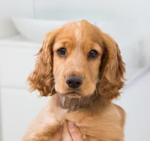All About Puppy Microchipping