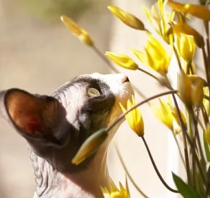 Are tulips poisonous for cats